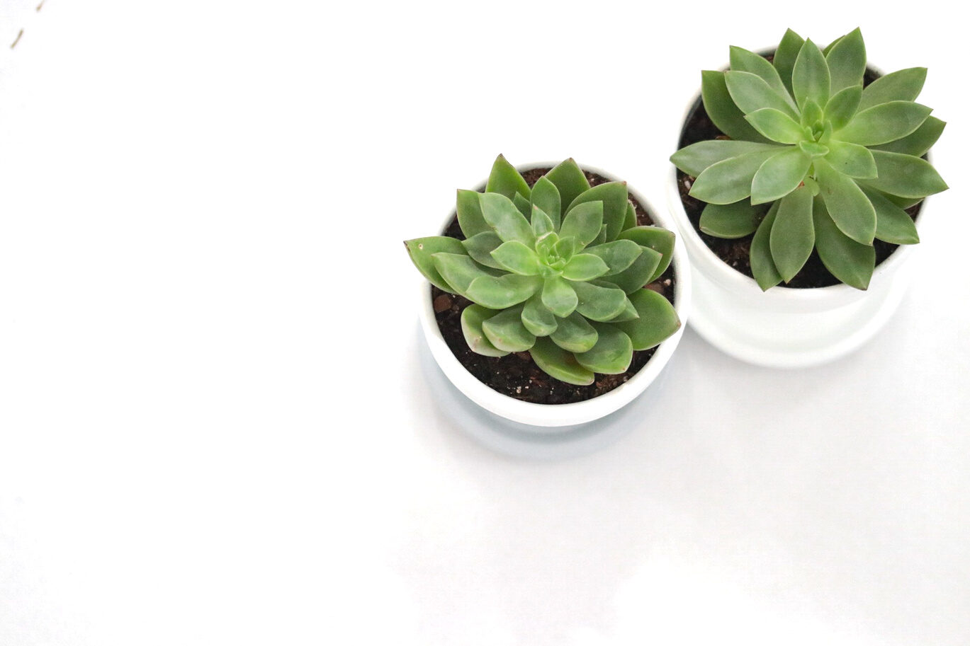 Succulents